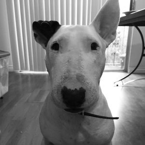 Meet your Posher, Carlo